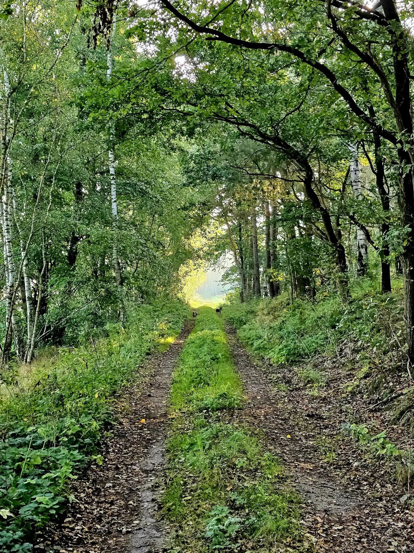 Waldlandschaft im Naturpark Fläming in der Umgebung der Ferienwohnung