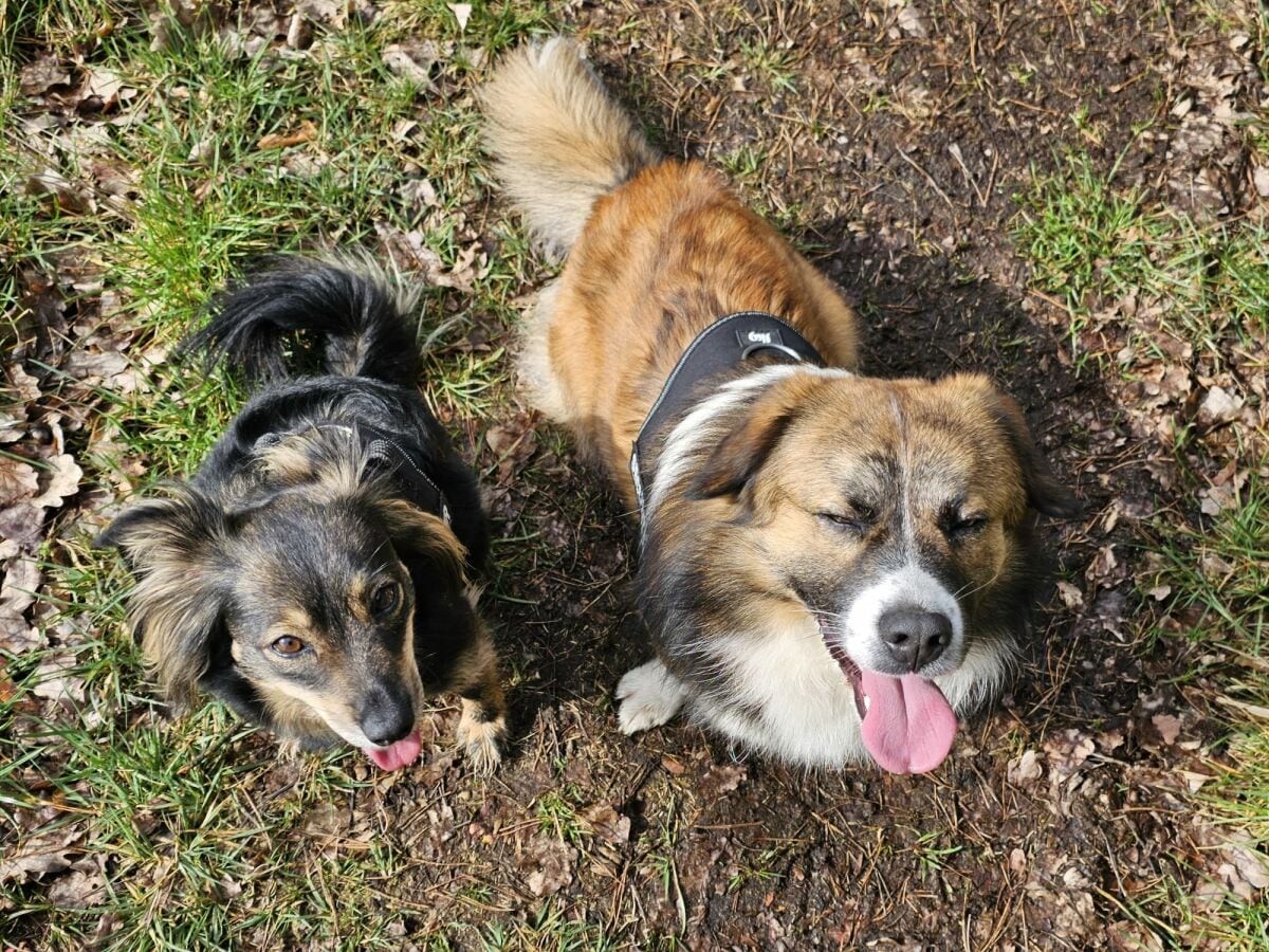 Zwei Hunde im Garten der Unterkunft