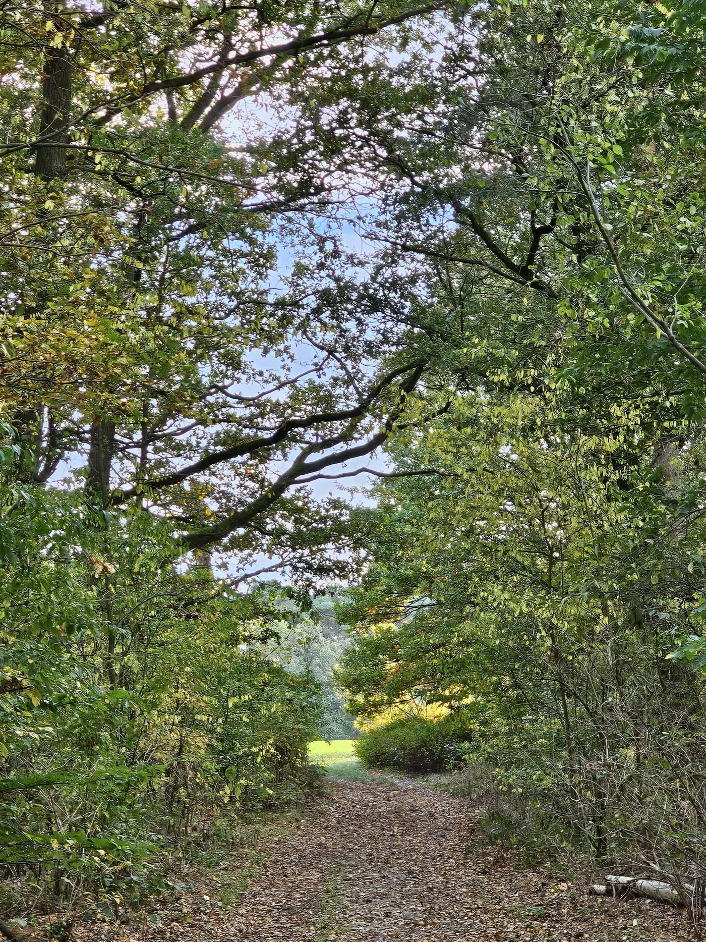 Landschaft in der Umgebung der Ferienwohnung Zahna-Loft — Waldweg zwischen Laubbäumen mit Blick auf eine sonnige Wiese