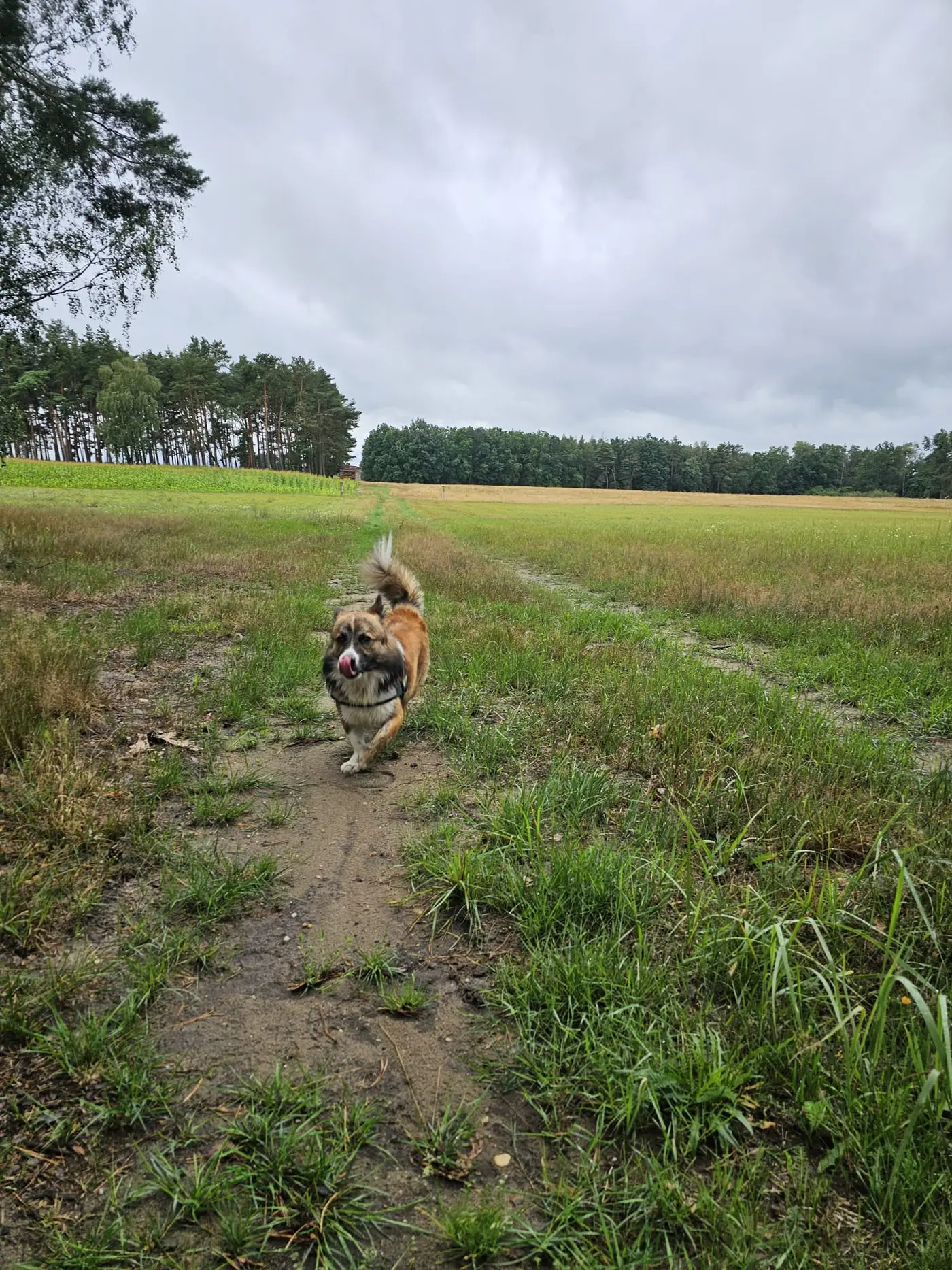 Landschaft in der Umgebung der Ferienwohnung Zahna-Loft — Hund auf einem Feldweg zwischen Wiese und Waldrand
