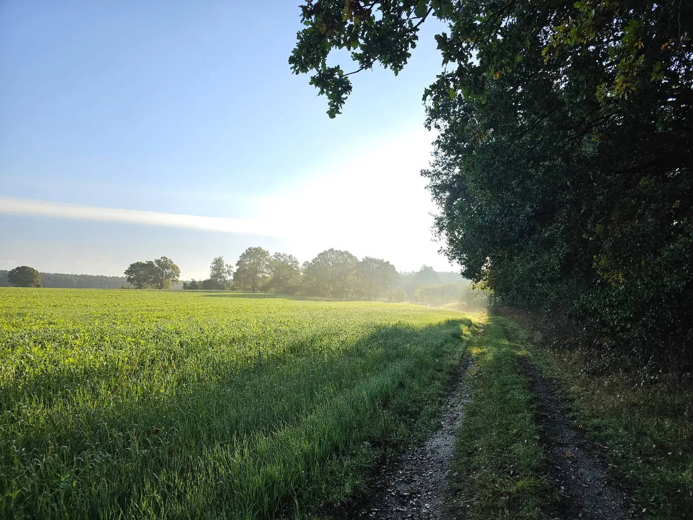 Landschaft in der Umgebung der Ferienwohnung Zahna-Loft — Feldweg zwischen grünem Getreidefeld und Baumreihe im Gegenlicht