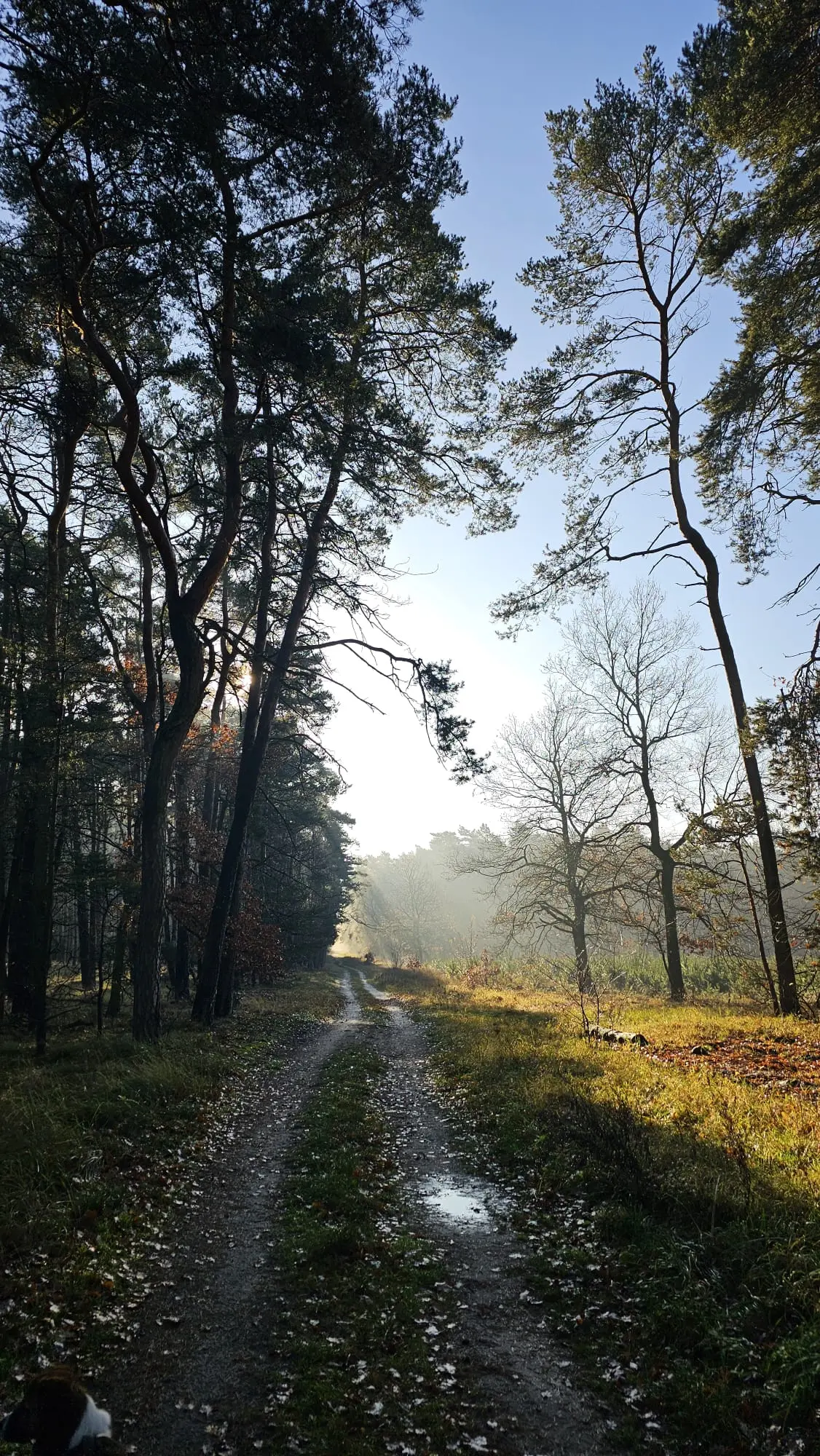 Landschaft in der Umgebung der Ferienwohnung Zahna-Loft — Kiefern am nebligen Waldweg