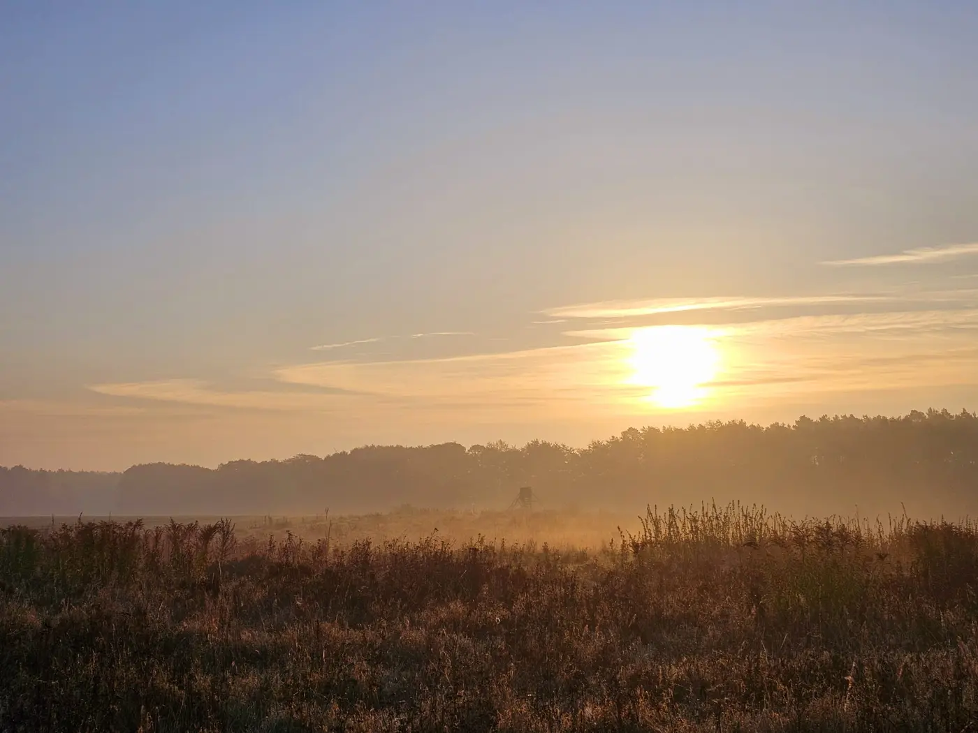 Landschaft in der Umgebung der Ferienwohnung Zahna-Loft — tief stehende Sonne über nebligen Wiesen am Waldsaum