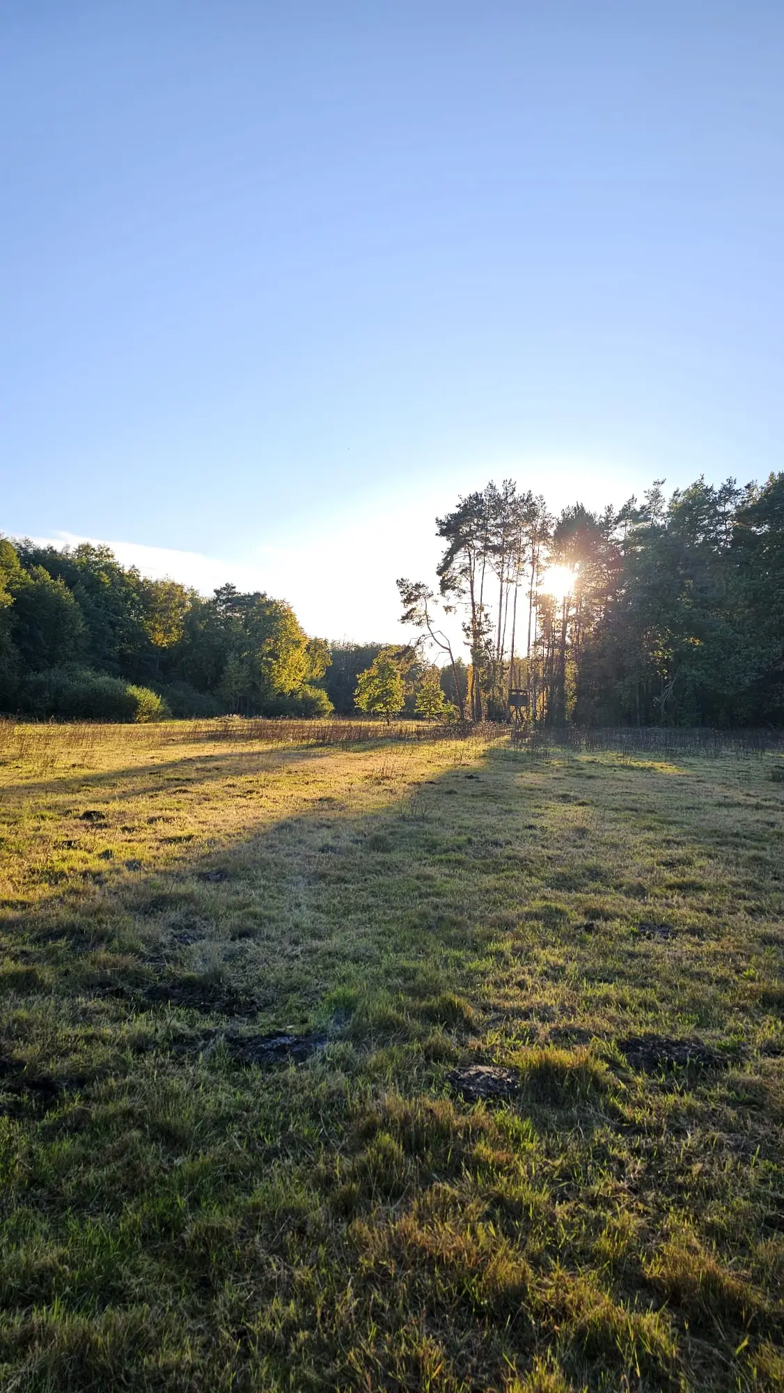 Landschaft in der Umgebung der Ferienwohnung Zahna-Loft — tief stehende Sonne hinter Kiefern über einer Wiese