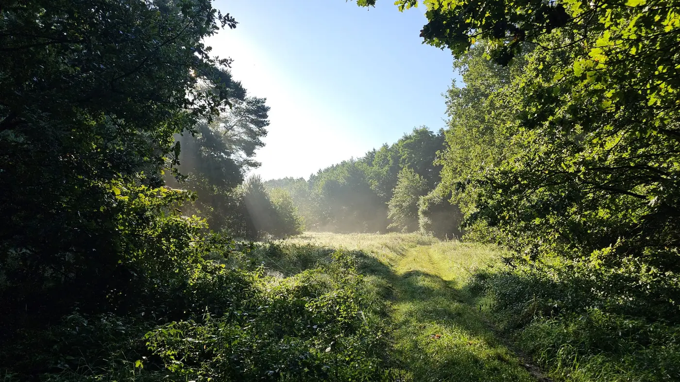 Landschaft in der Umgebung der Ferienwohnung Zahna-Loft — Sonnenstrahlen über einer nebligen Waldwiese