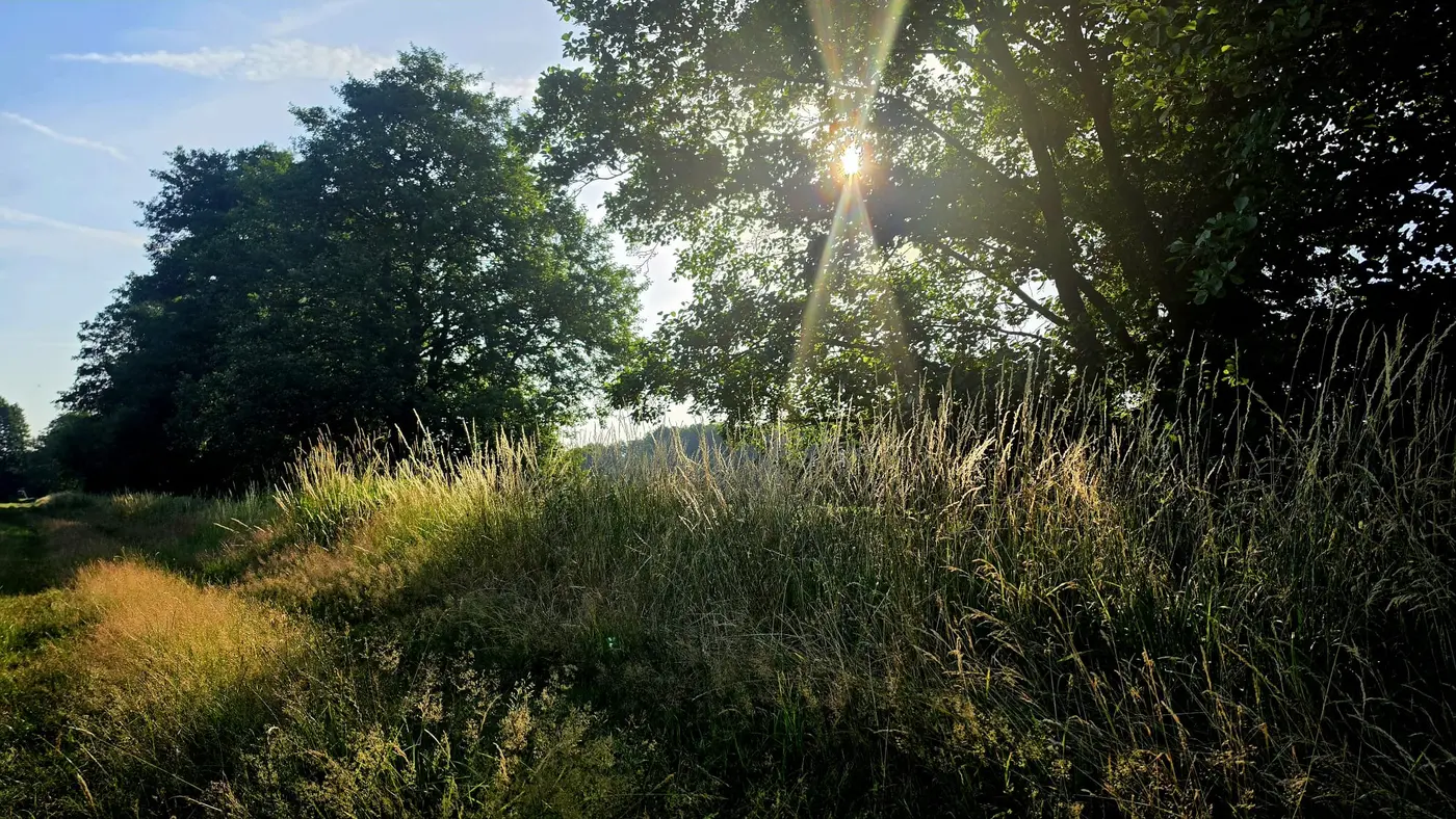 Landschaft in der Umgebung der Ferienwohnung Zahna-Loft — Gegenlicht durch Baumkronen über einer Wiese