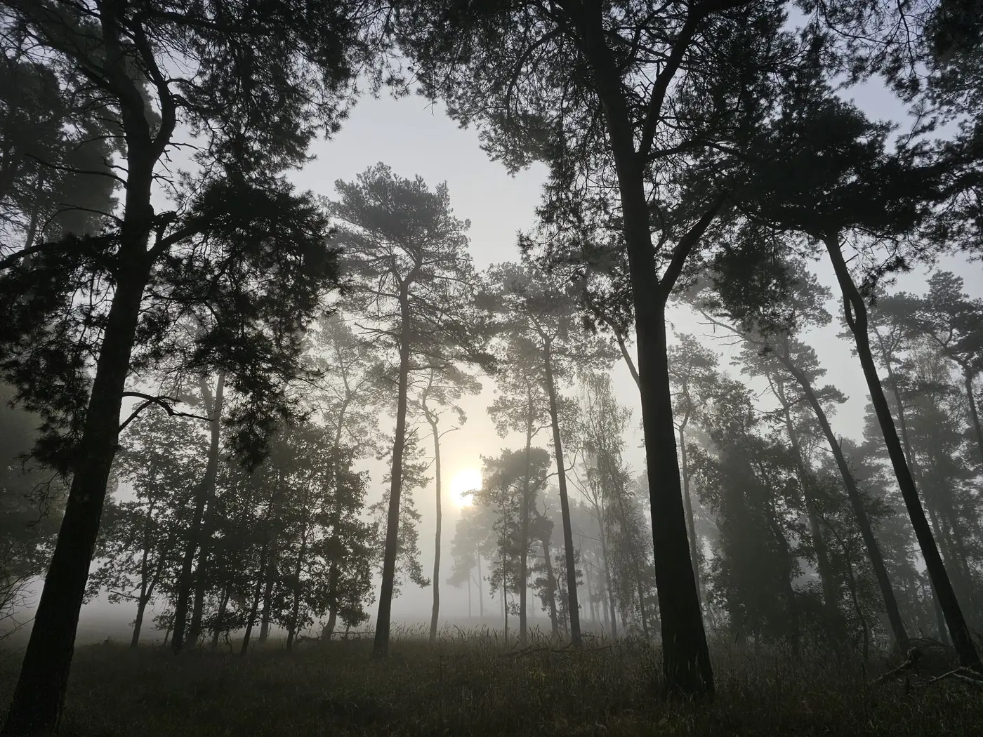 Waldmotiv aus der Umgebung des Naturparks Fläming