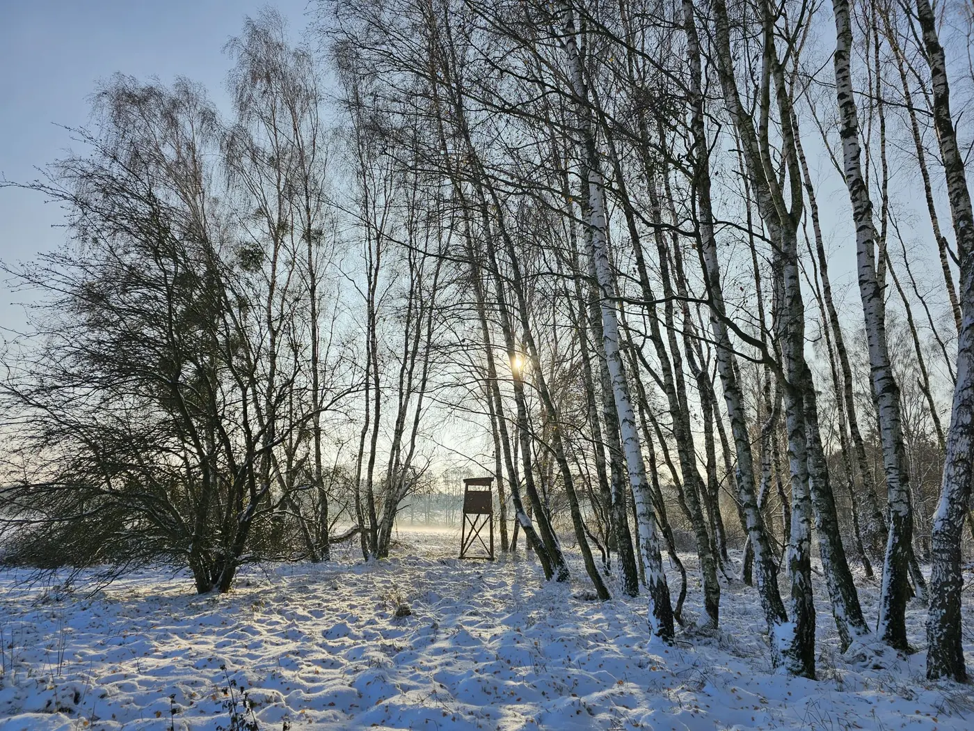 Winterliche Landschaft mit Birken und einem Hochsitz im Fläming